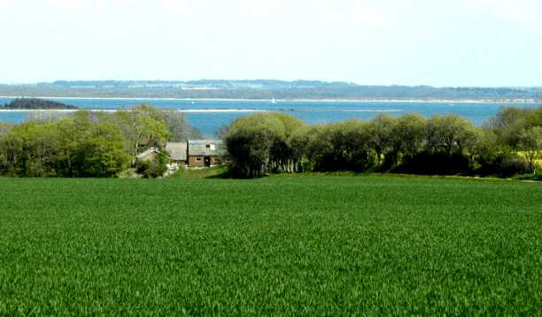 dsc_3396helleriscrop.jpg